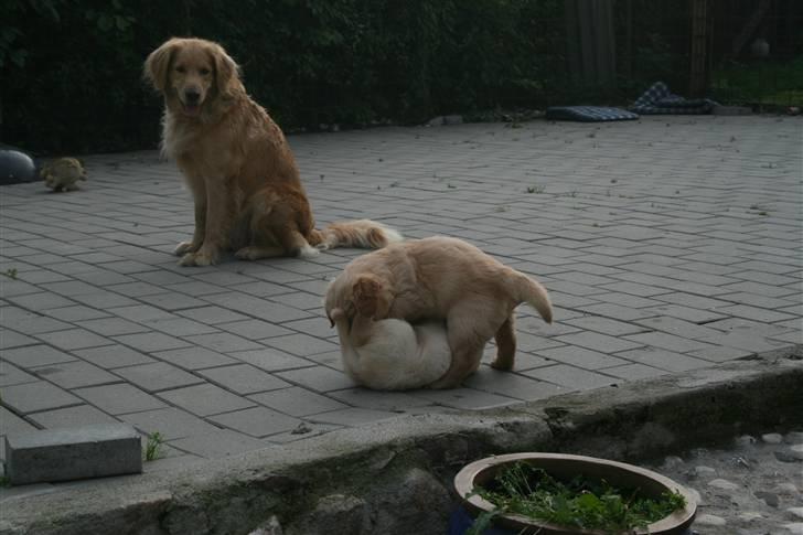 Golden retriever Lille frk. Møller - lad dog børnene  billede 3