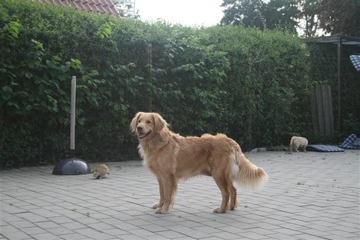 Golden retriever Lille frk. Møller billede 4