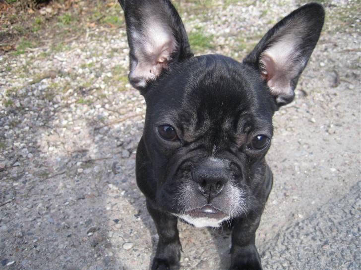 Fransk bulldog ludvig - 4 mdr. billede 11