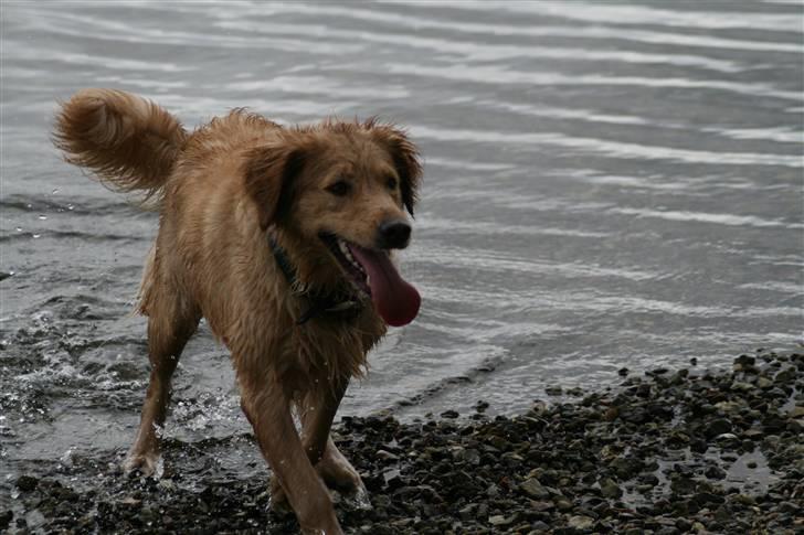 Golden retriever Lille frk. Møller - hej hej billede 5