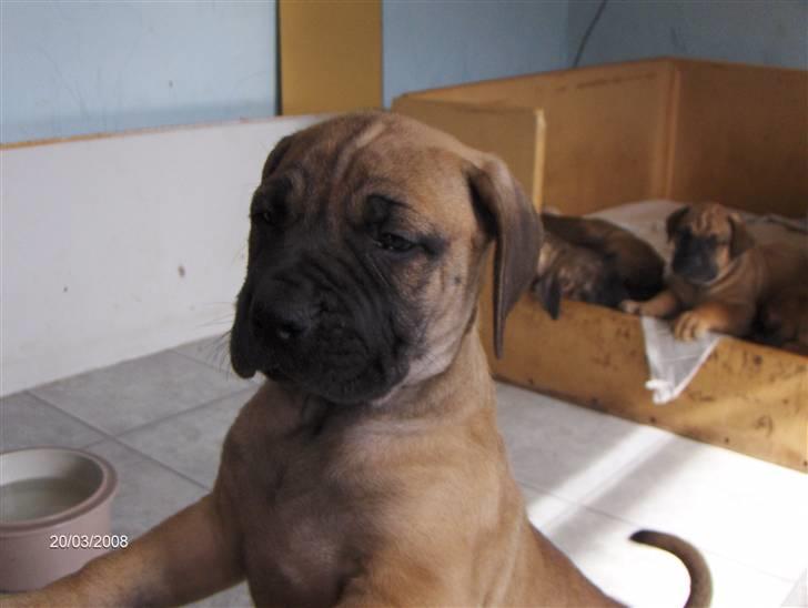 Boerboel Boelsplaas Nala - "Heiiii Mor og Far" (7 uger) billede 6