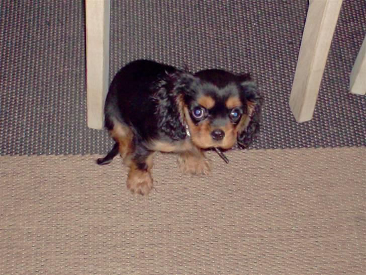 King charles spaniel bella billede 1