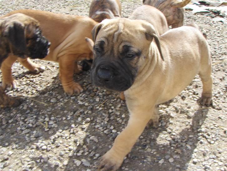Boerboel Boelsplaas Nala - ude i det fri for første gang (7 uger) billede 7