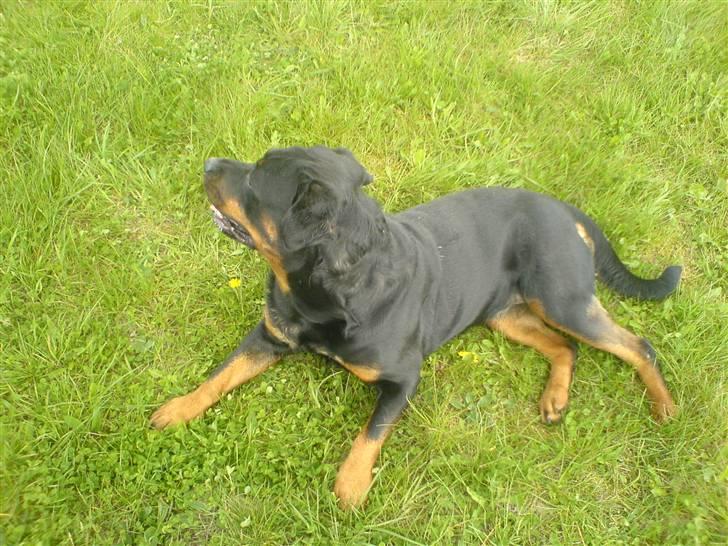 Rottweiler Kira ¤ Himmelprinsesse ¤ - Elsker min græsplæne...... billede 4