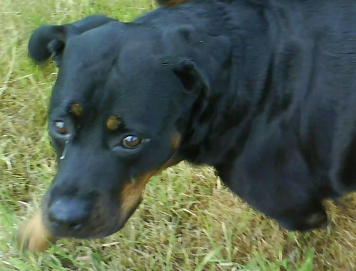 Rottweiler Kira ¤ Himmelprinsesse ¤ billede 5