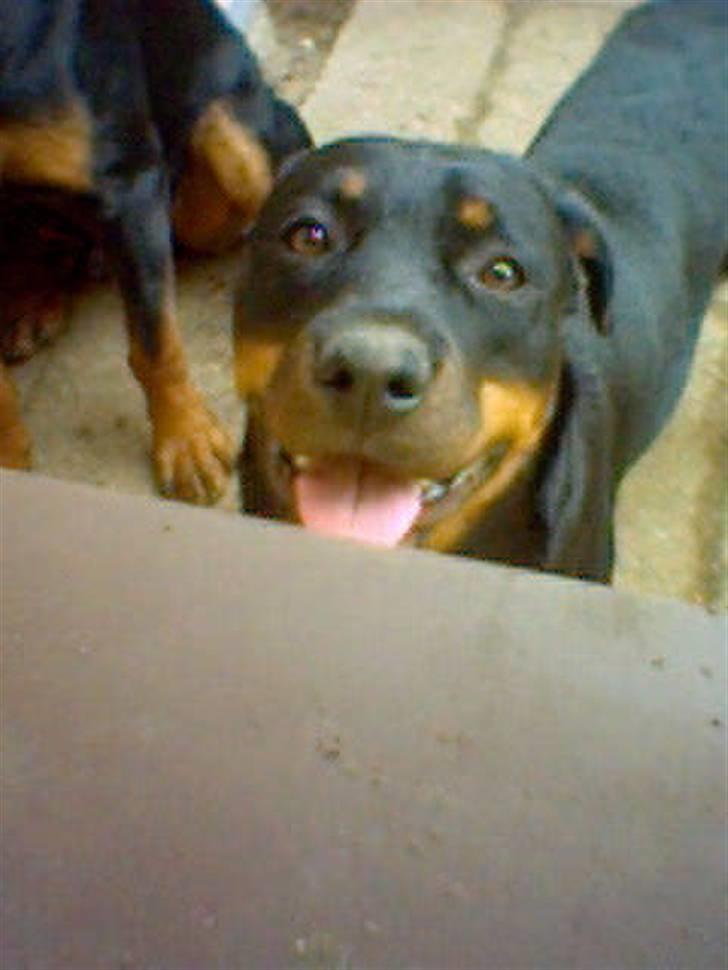 Rottweiler Kira ¤ Himmelprinsesse ¤ - Må jeg snart komme ind..... billede 6