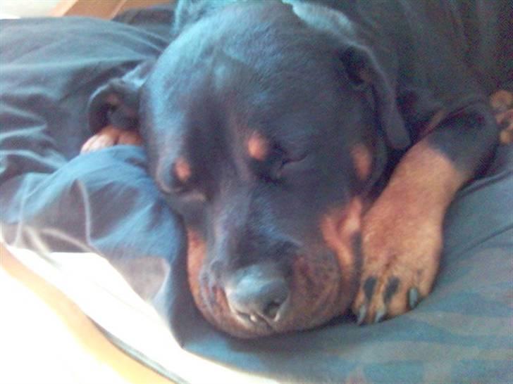 Rottweiler Kira ¤ Himmelprinsesse ¤ - Jeg sover i gæstesengen..... billede 7
