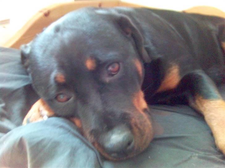 Rottweiler Kira ¤ Himmelprinsesse ¤ billede 9