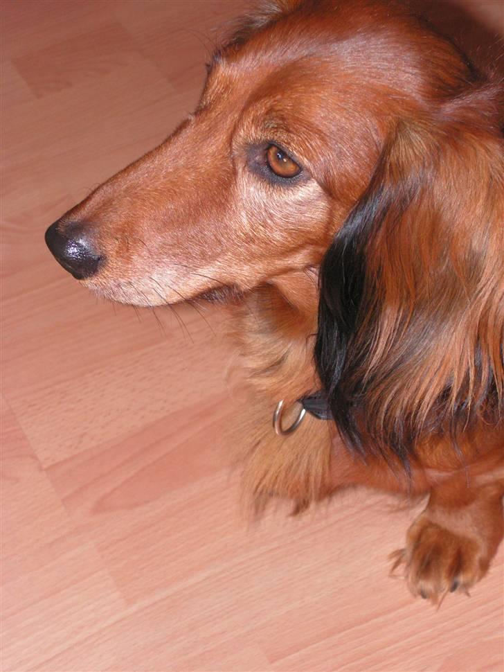 Gravhund chita - Chita der spiser vandmelon. billede 1