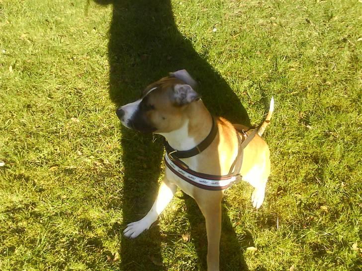 Amerikansk staffordshire terrier Luna R.I.P <3 billede 11