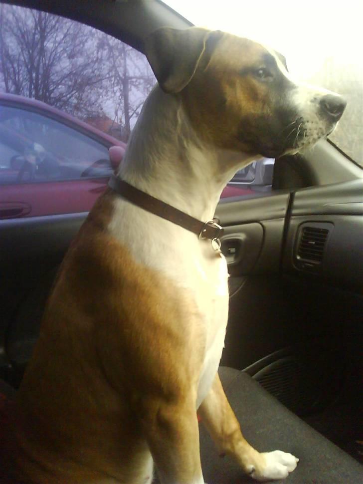 Amerikansk staffordshire terrier Luna R.I.P <3 billede 12