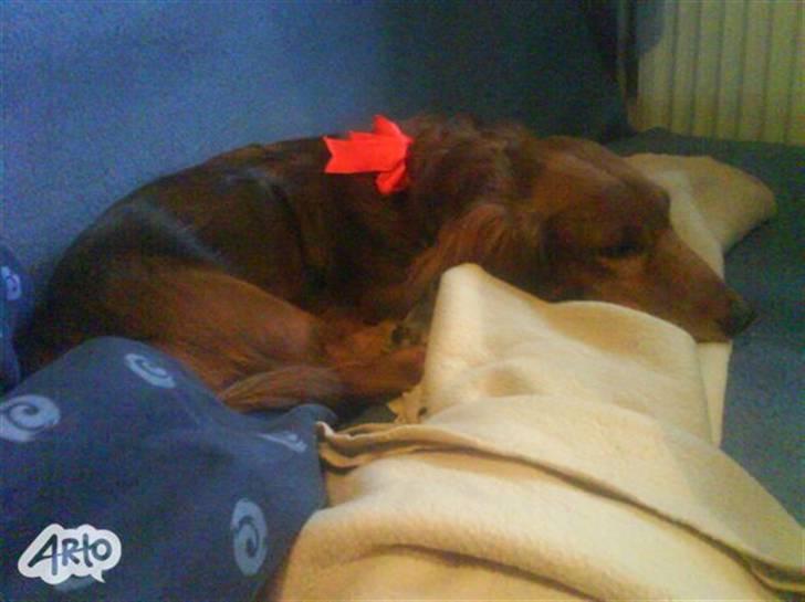 Gravhund chita - Chita til jul med rød sløjfe billede 2