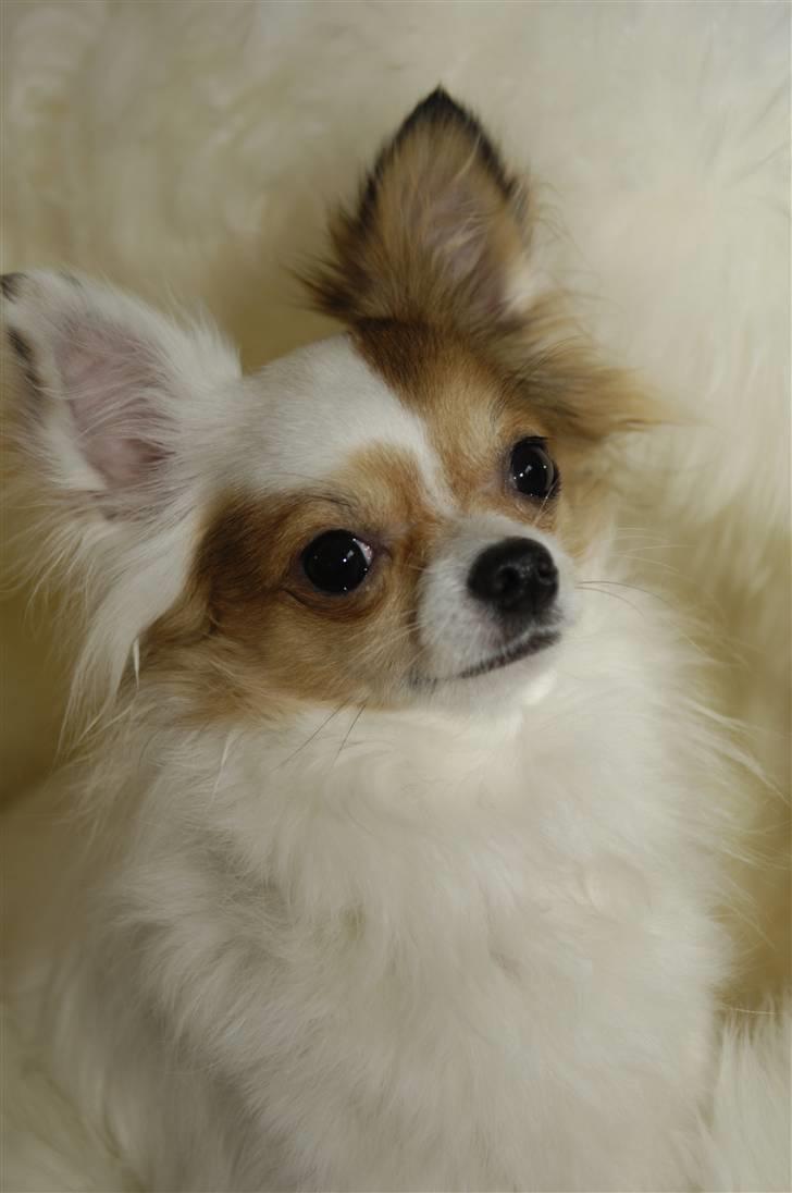 Chihuahua Birkedals Mickey R.I.P - Hvad ? billede 2