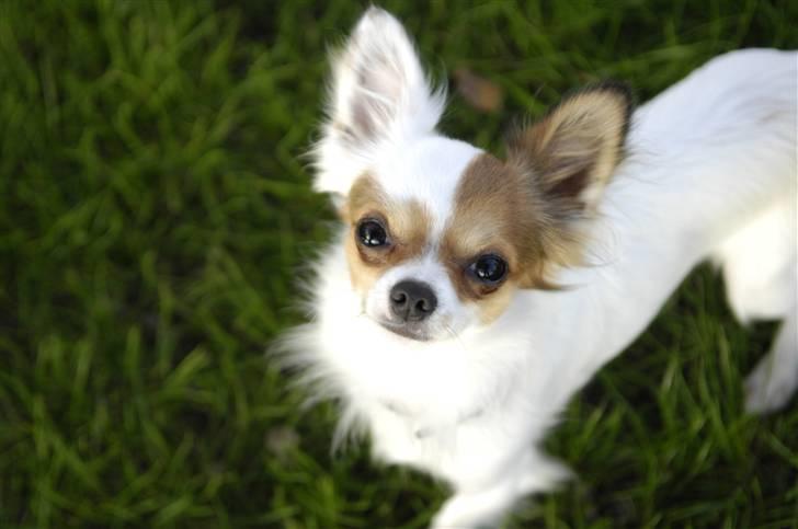 Chihuahua Birkedals Mickey R.I.P - Mor siger jeg er så smuk billede 3