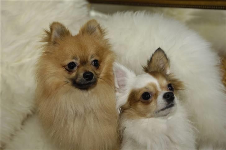 Chihuahua Birkedals Mickey R.I.P - Mig og lillebror billede 4