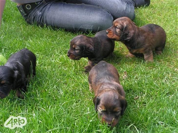 Gravhund chita - futte, buster, perle og dolly.  Chitas hvalpe billede 3