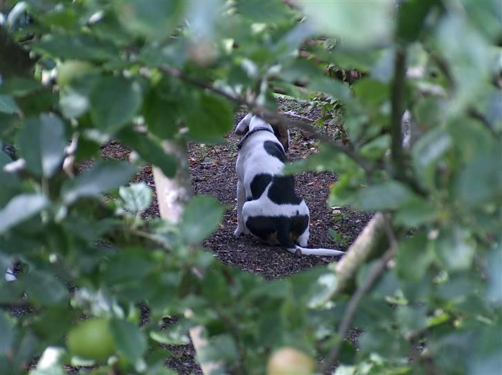 Beagle Ronaldo billede 2