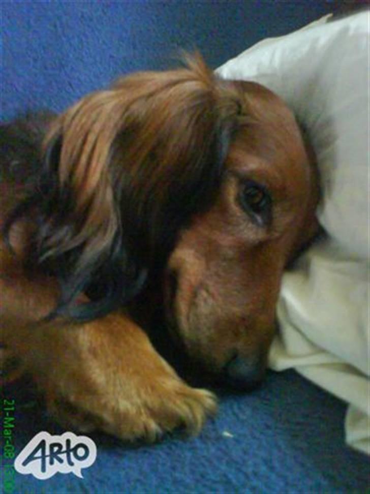 Gravhund chita - hun tager sig li en lill lur  billede 4