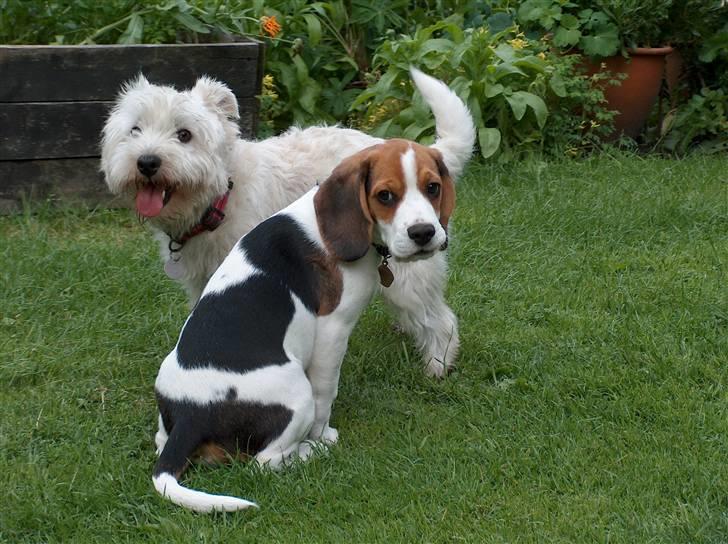 Beagle Ronaldo billede 3