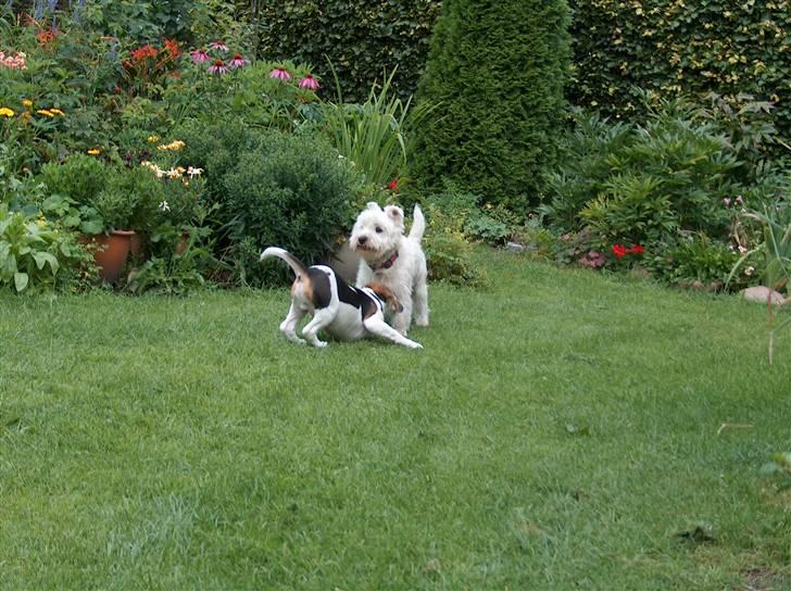 Beagle Ronaldo billede 4