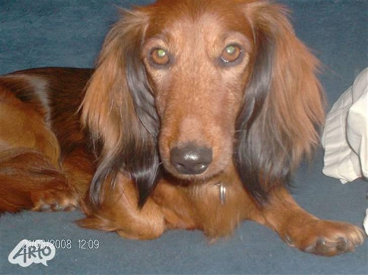 Gravhund chita - " hej med dig min ven " billede 5