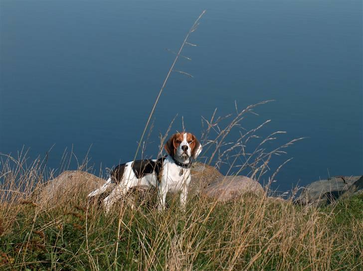 Beagle Ronaldo billede 5