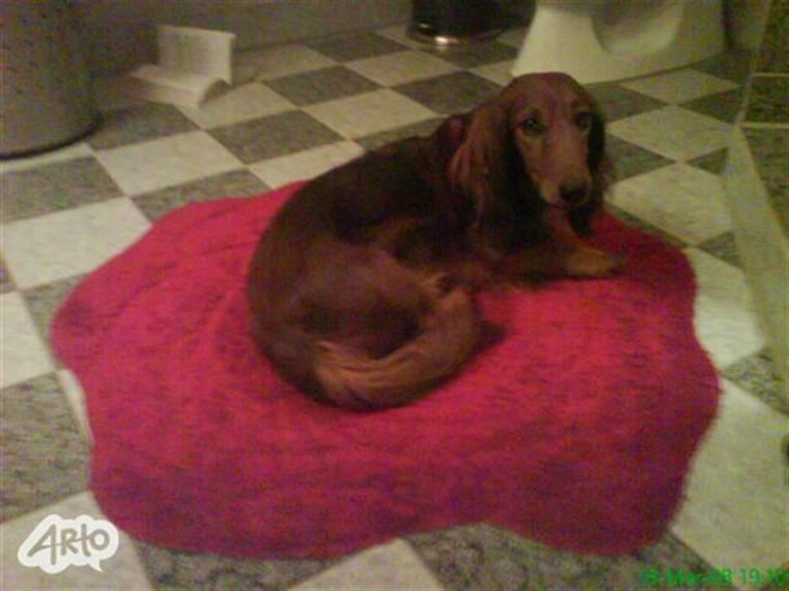 Gravhund chita - chita ude på bade værelset billede 6