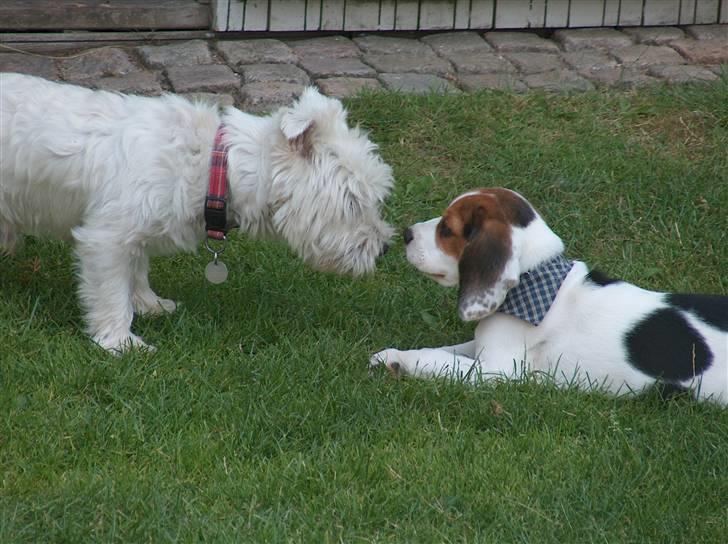 Beagle Ronaldo billede 6