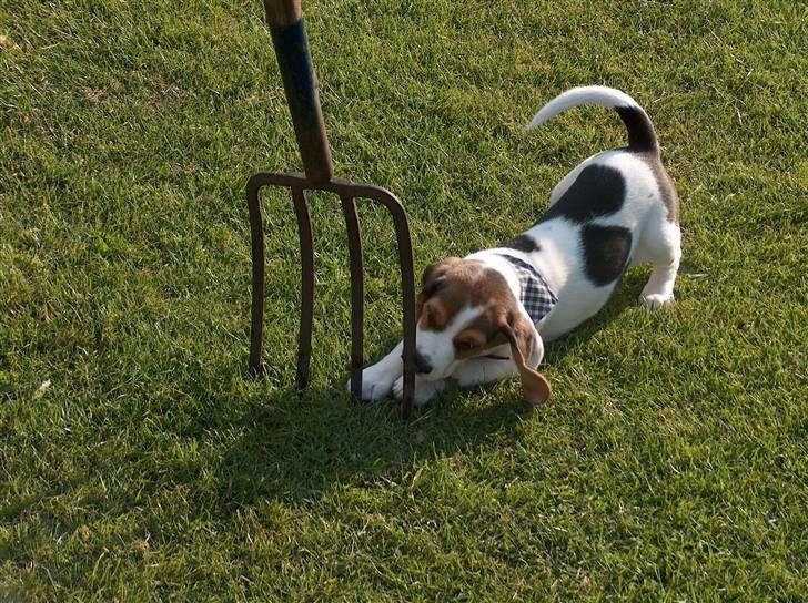 Beagle Ronaldo billede 7