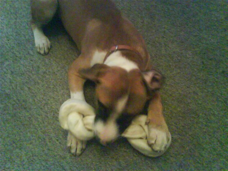 Amerikansk staffordshire terrier Luna R.I.P <3 billede 13