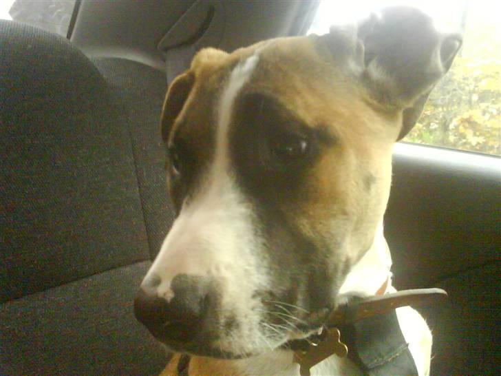 Amerikansk staffordshire terrier Luna R.I.P <3 billede 14