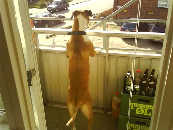 Amerikansk staffordshire terrier Luna R.I.P <3 billede 15