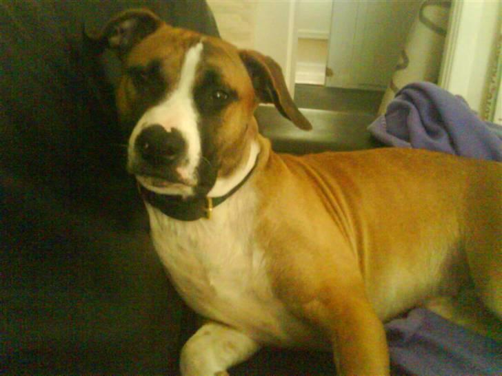 Amerikansk staffordshire terrier Luna R.I.P <3 billede 16