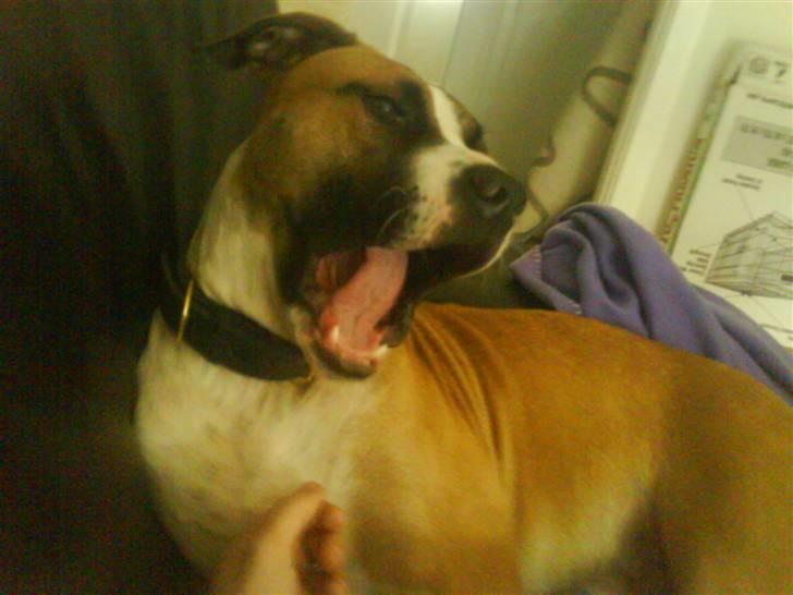 Amerikansk staffordshire terrier Luna R.I.P <3 billede 17