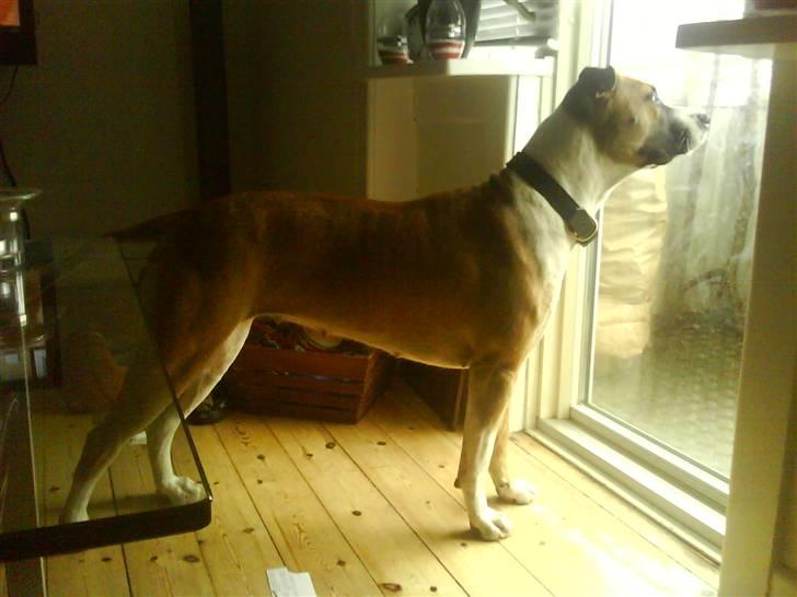 Amerikansk staffordshire terrier Luna R.I.P <3 billede 18