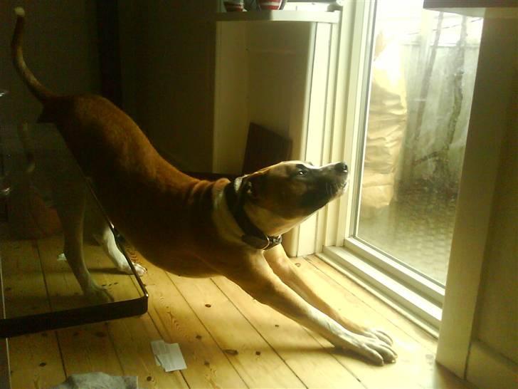 Amerikansk staffordshire terrier Luna R.I.P <3 billede 19