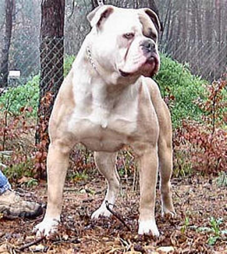 Amerikansk bulldog Freak - FREAK`S FAR     ABNA-ABRA CH. WarriorBulls FILL billede 9