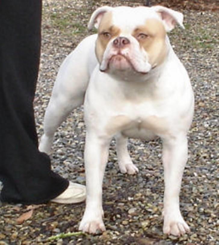 Amerikansk bulldog Freak - FREAK`S MOR  ABRA CH. Bully Powers Bambi of Butch Cassidy´s billede 10