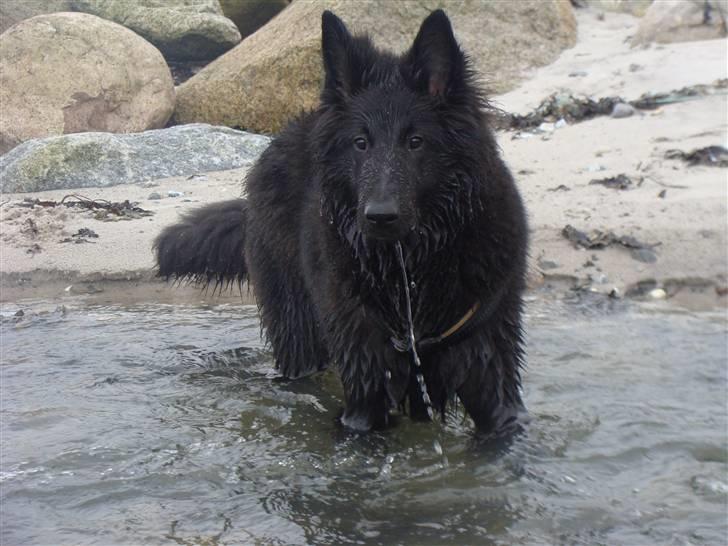 Groenendael Tristan - 5½ months old billede 16
