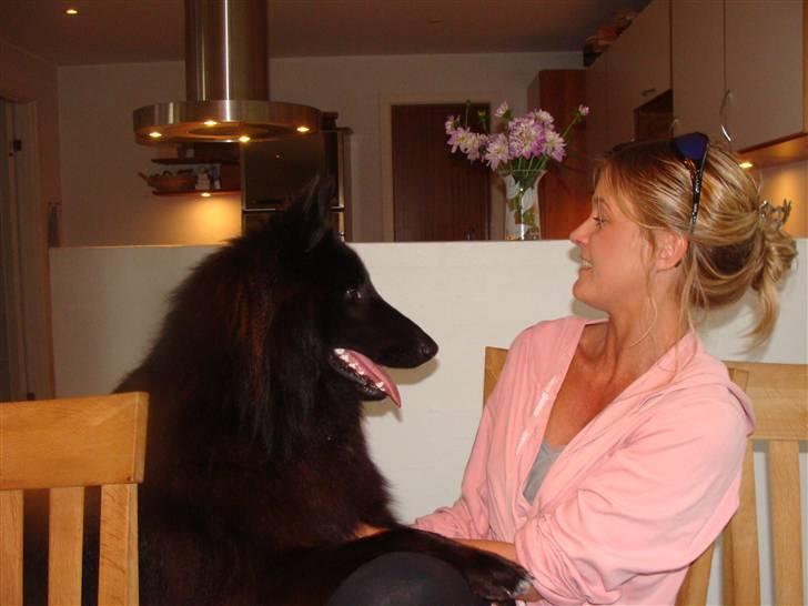Groenendael Tristan - 12 months old billede 17