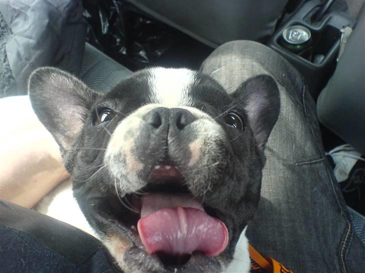 Fransk bulldog Charlie - Grumpy - Gabbbb.... billede 2