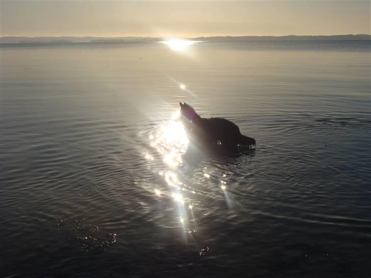 Groenendael Tristan - 6.30 AM a wintermorning, 6 months old billede 18