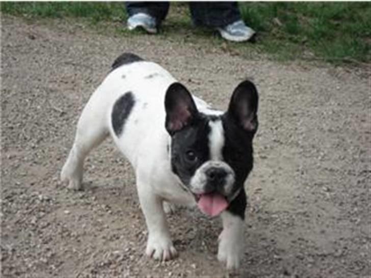 Fransk bulldog Charlie - Grumpy - Er jeg ikke dejlig.... billede 3