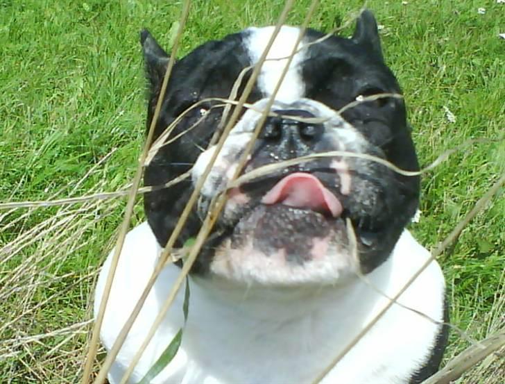 Fransk bulldog Charlie - Grumpy billede 4