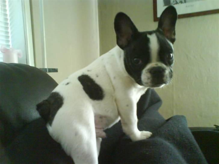 Fransk bulldog Charlie - Grumpy - Her har man et godt overblik...... billede 5