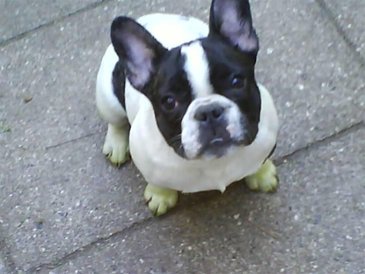 Fransk bulldog Charlie - Grumpy - Jeg har da ikke grønne tæer....... billede 6