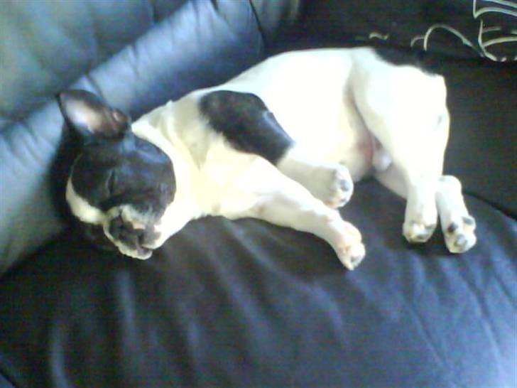 Fransk bulldog Charlie - Grumpy - Jeg ligger lidt mærkeligt med mine ben når jeg sover.... billede 7