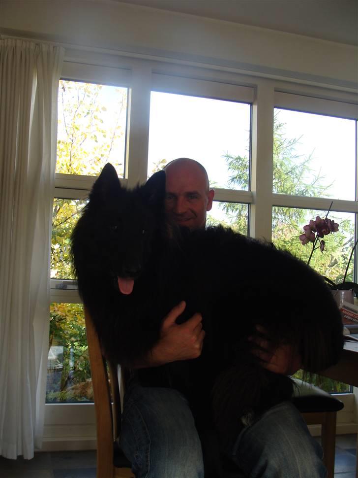 Groenendael Tristan - 12 months old billede 20