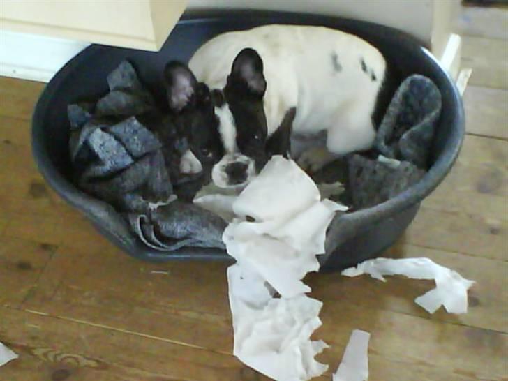Fransk bulldog Charlie - Grumpy - Jeg har da ikke lavet unoder mor.... billede 8