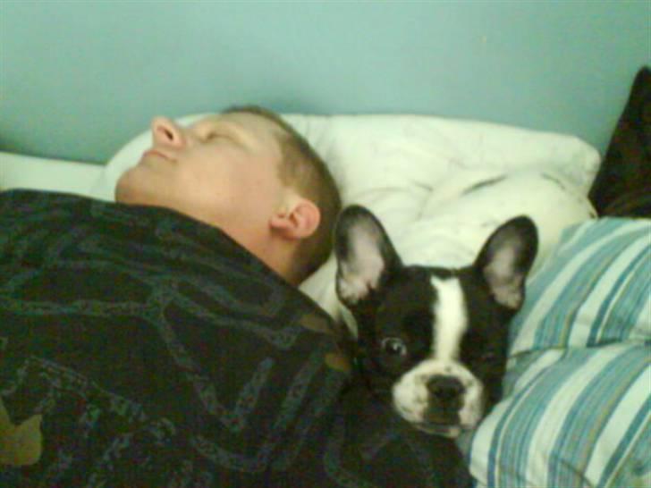 Fransk bulldog Charlie - Grumpy - Putter lige lidt sammen med far, han er syg... billede 9